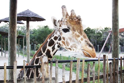 Several giraffe, zebras, and elephants greeted guests as they arrived at the gala.