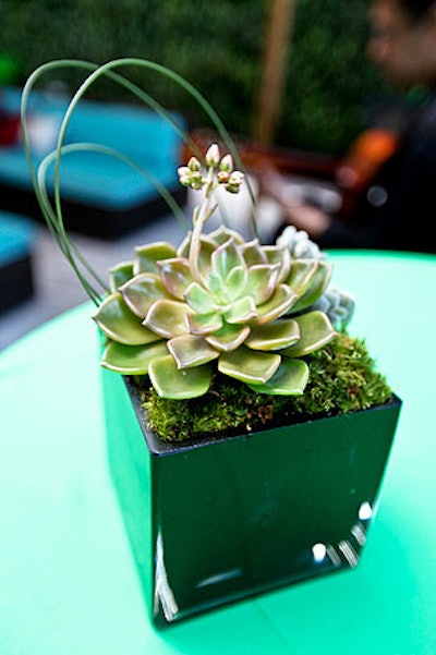 Karla Conceptual Event Experiences created centerpieces using succulents and moss.