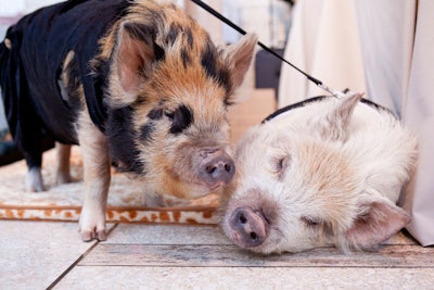 Two pet-able pigs, part of whiskey sponsor WhistlePig's station, were the surprise hit of the night.