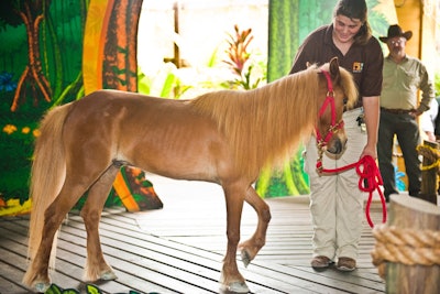 At the petting zoo, horses were on hand.