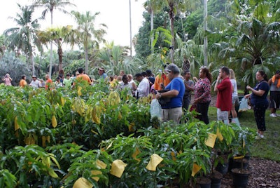 More than 1,200 mango trees were up for sale at the festival.