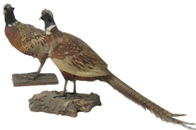 “Exotic birds add drama and interest to buffets and gifting areas.” Taxidermy, pricing varies, available in New York from Lost and Found Props