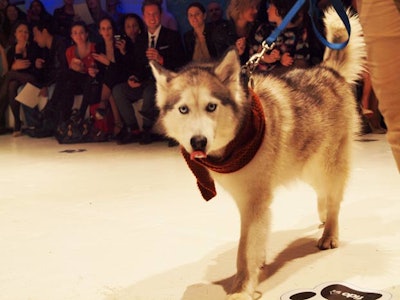 Inca the husky, who appears in the film An Insignificant Harvey, walked the runway in a custom-made scarf from Babies and Beasts. Jeff Kopas, the director of the film, walked with him.