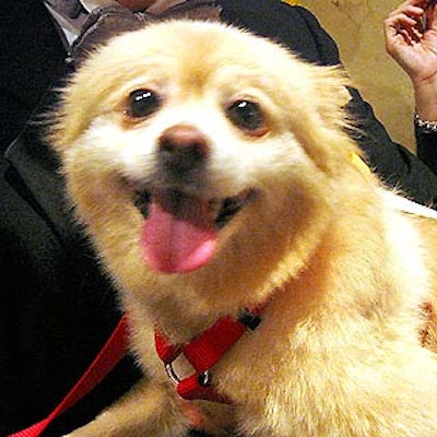 Blondie the Pomeranian turned up fluffy and well-groomed for the Human Society of New York's Doggie Dinner benefit at the New York Carriage House.