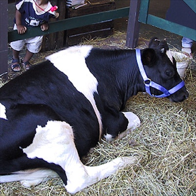 Chloe the cow, provided by All-Tame Animals, greeted customers on the ground floor of the Union Square Barnes & Noble store. Set designer Randy DeLuca provided the green wooden pen.