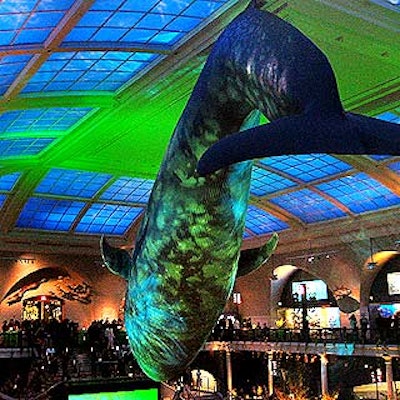 At Sex and the City's season premiere party in the Museum of Natural History's Milstein Hall of Ocean Life, Bentley Meeker lit the giant whale replica in moving green lights, creating a dramatic focal point during the party.