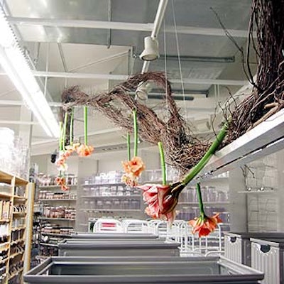 David Beahm suspended pink and peach-colored amaryllis from twisting branches suspended from the ceiling light fixtures.