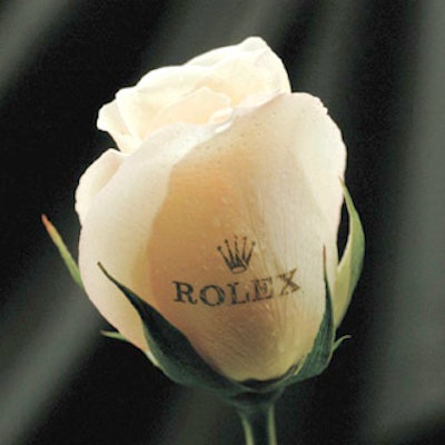 E3442speakingroses 152