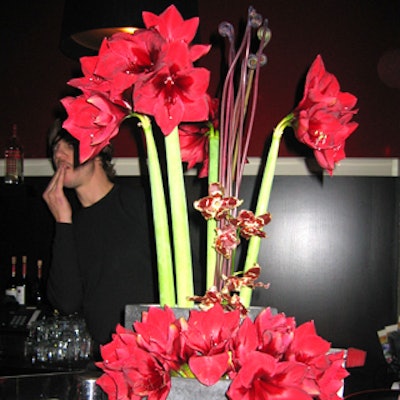 Pots of red amaryllis decorated the bars.