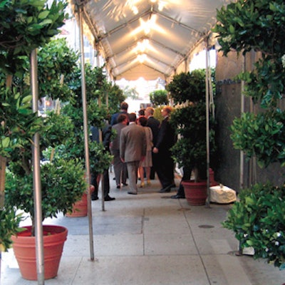 A stylish effect of shielding the outdoor walkway—which led from the cocktail spaces of the museum outside to the dinner tent’s entry—was accomplished by using rows of potted topiaries.