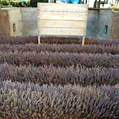 Landscape company Horticultural Creations created a lavender field on one side of Rockefeller Center's Channel Gardens—the strip of retail stores that leads to the steps of the Rink Bar—with 450,000 pieces of lavender for L'Occitane's Lavender Harvest promotion.