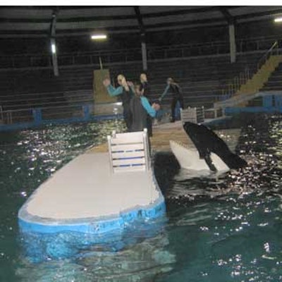 Lolita the Killer Whale performed for guests in celebration of her 35 years entertaining Seaquarium guests.