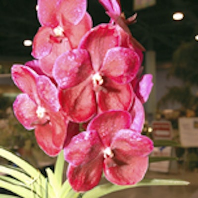 The grand champion of the Miami International Orchid Show, the V. Robert's Delight.