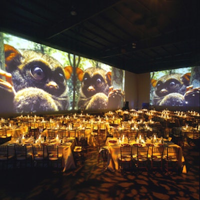 For Conservation International’s fund-raising dinner at Hangar 8 in the Santa Monica Airport, changing projections of animals graced the walls.