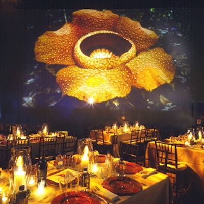 Projections included images of monkeys, big cats, frogs, and exotic flowers.