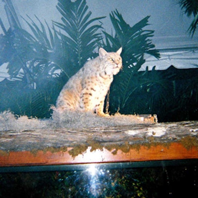 A bobcat observed the surroundings from the top of a tank that held an alligator.