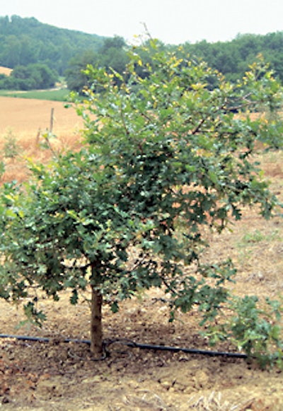 An oak tree on Truffle Tree's French plantation