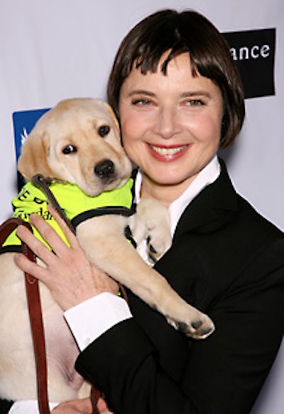 Rossellini carried a puppy on the blue carpet.