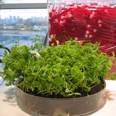 Food station and bar decor included clear plastic boxes containing test tubes filled with red gel and low, round clear plastic containers filled with pea shoots.