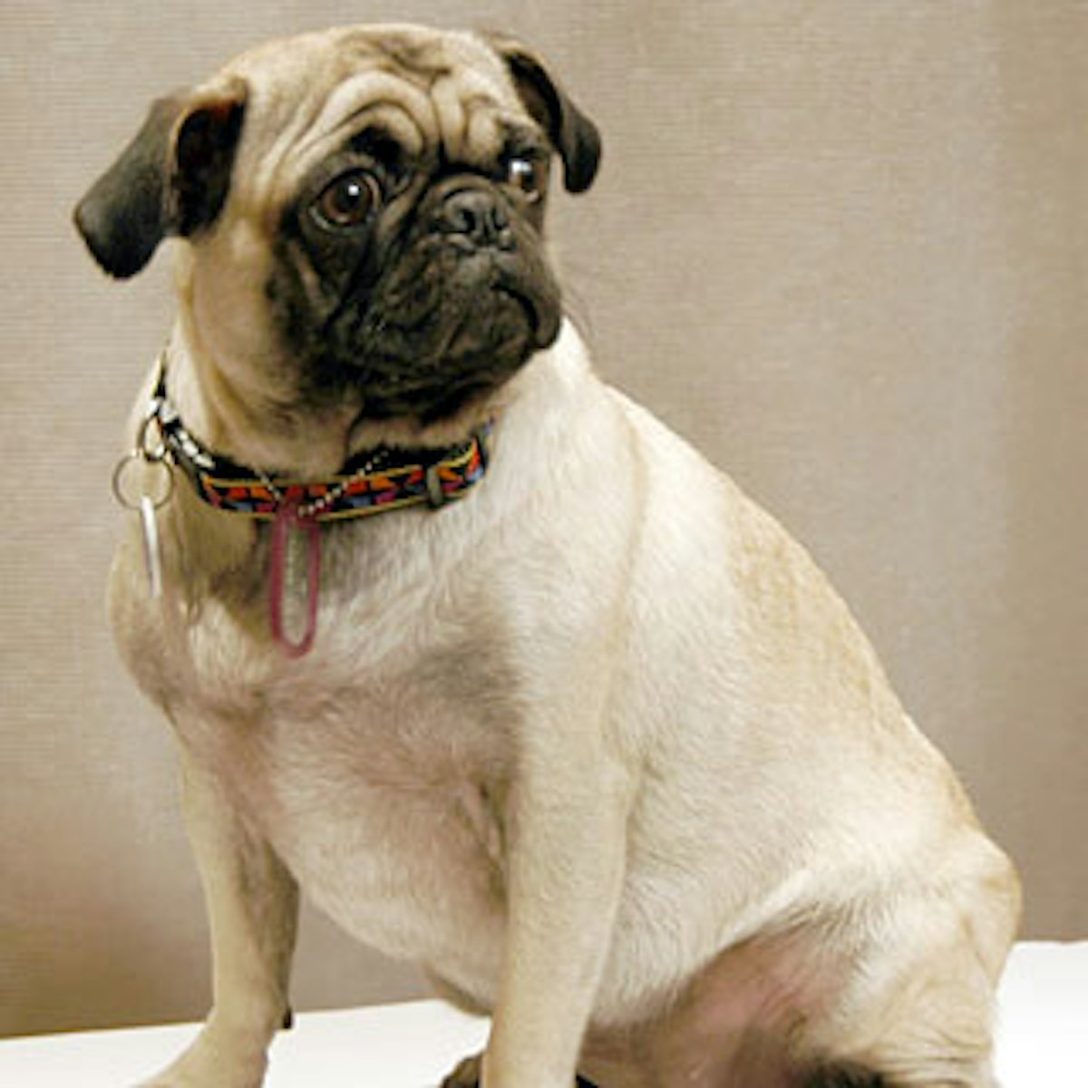 Henri top bendel dog