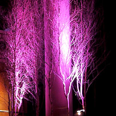 Sung Jung put birch tree branches onstage and illuminated them with a glowing purple light.
