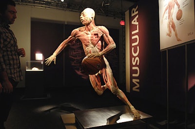 'Bodies ... the Exhibition' features the skinless cadavers of 22 men that have been preserved and posed.
