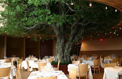 The towering tree in Rock Creek at Mazza's dining room.