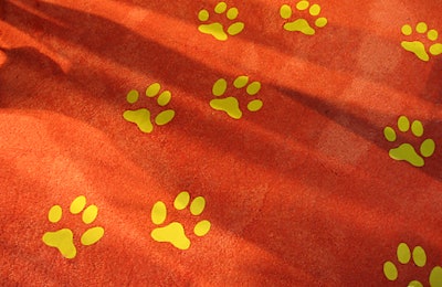 The orange carpet, complete with paw prints.
