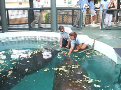 At the Miami Seaquarium, Biffle helped feed the manatees lunch.