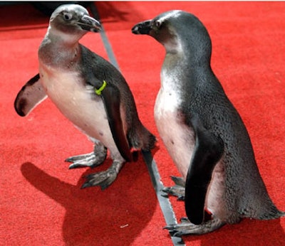 Resident penguins at the Florida Aquarium making an appearance at an event.