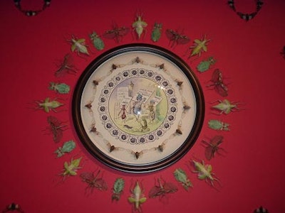 Angus´s arrangements of insects were at once beautiful and unsettling.