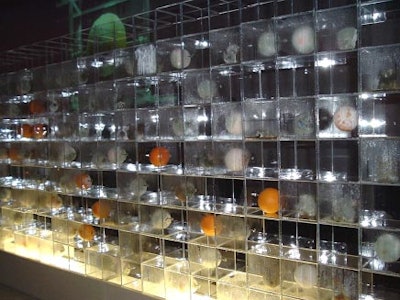 Artist Gwen MacGregor´s 'Body of Knowledge' featured hundreds of decaying oranges.
