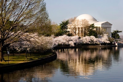 Cherry Blossoms in Bloom at the Jefferson Memorial