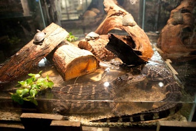 Inside the tank, baby alligators swim around in the water.