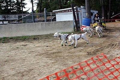 Dry Land Sled Dog Challenge