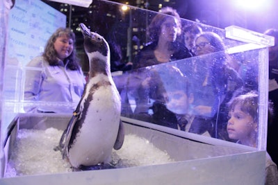 Once they made their appearance on the carpet, the Magellanic penguins were moved to special environments that allowed the event's guests to view them up close. Handlers from SeaWorld manned the sections, answering questions about the animals.