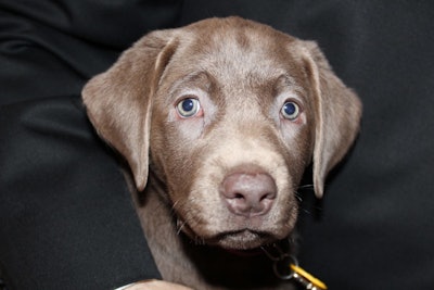 One of the live-auction prizes was an 8-week-old silver labrador retriever named Sterling. The hard-to-resist prize went for $35,000, and came with a 'Puppy Kit' that included a leash, collar, bowl, food, DVD and training book, and grooming and vet checkups.