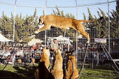 Los Angeles-based Walking With Lions has 15 lions and lionesses that leap, tumble, and place in a secure display arena. Trainers explain big-cat behavior as they lead the beasts through a customizable half-hour show. The company's animals have appeared at events for Sony, Cunard cruise lines, and Lincoln Mercury, including tigers at the premiere for Doctor Doolittle. Rates start at around $5,000. The company can work worldwide.