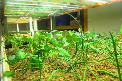 Aquaponic farming is the latest green initiative from Main Event Caterers.