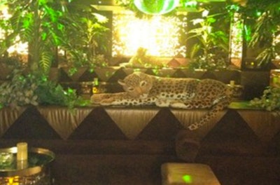 Jungle theme