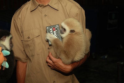 Zoological Wildlife Foundation provided gibbon apes for the event.