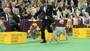 6. Westminster Kennel Club Dog Show