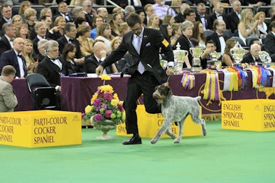 6. Westminster Kennel Club Dog Show
