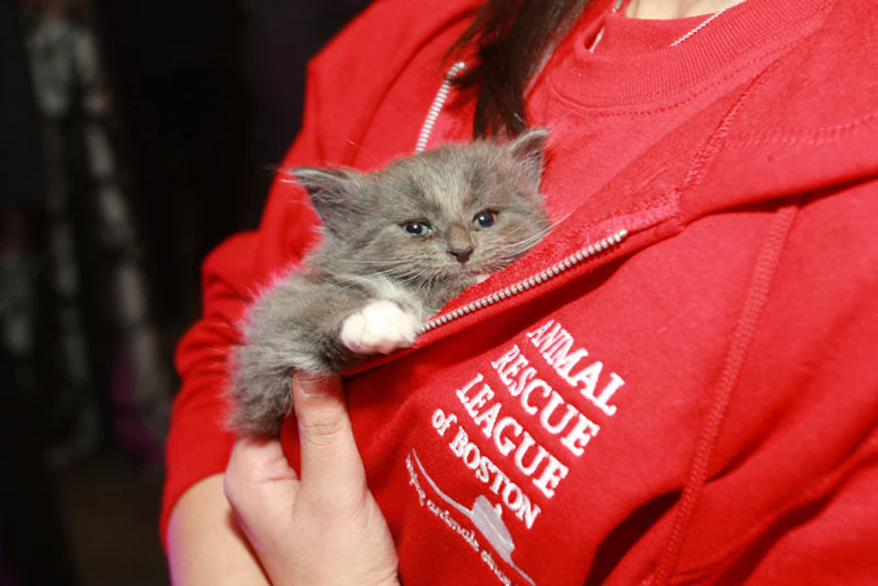 10 Ideas For Pet Friendly Events BizBash 10-ideas-for-pet-friendly-events-bizbash