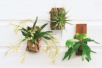 VivaTerra’s office-friendly wall art, $59, grows plants including the Oncidium Twinkle. The tiny orchids bloom yearly, and only need to be sprayed or watered once a week.