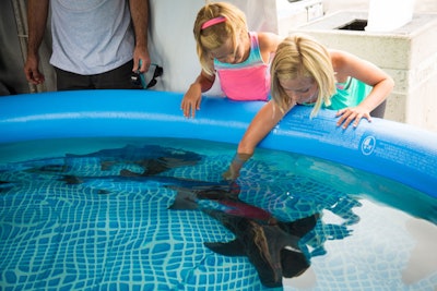 Nearly 3,000 people lined up over the course of the weekend for the opportunity to pet baby sharks.