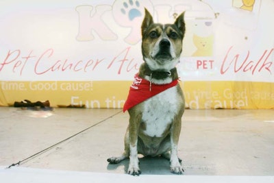 Animal Cancer Foundation K9K