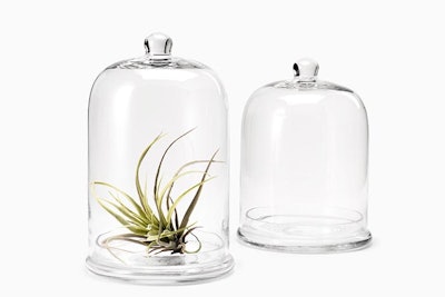 Clear glass cloche & base