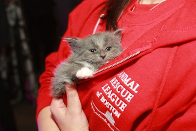 At the the Animal Rescue League of Boston's 'Moonlight Ball' fund-raiser in 2010, organizers brought guests close enough to cuddle the cause they were there to support. Staff from the Animal Rescue League mingled amid the crowd with pets.