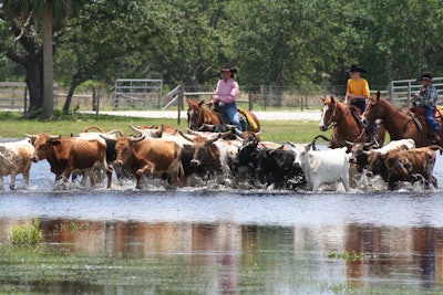 Turn guests into cowboys for a day by experiencing Westgate River Ranch’s new cattle drive teambuilding adventure. The excursion begins with breakfast at the ranch at sunrise, followed by a scenic guided horseback ride to gather the herd and drive it across the open land into cow pens. The activity ends with outdoor country-style lunch and lessons in whip-cracking and rope-throwing. In addition to cattle drives, more than a dozen cowboy-theme teambuilding activities are available, including a blindfolded saddle assembly competition and an outdoor adventure course.